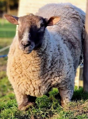 Goldie was born with a deformed front leg, so he walks about on his elbows (or are they knees?) instead. He runs around and plays with his best friends Vincent and George, and isn't hampered by his leg at all. He is monitored, like all our animals, a