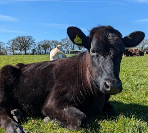 Rosa came to us in spring 2024, as an unwanted dairy calf.

This is rare for a female in the dairy industry,
but because of her unusual back feet (can
you spot the extra toes?) the farmers didn’t
want to keep her.

She was cared for by our amazing su