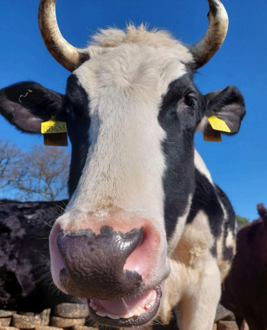 Harrison was an unwanted male dairy calf. He came to us at 2 weeks old, the day before he was scheduled to be shot. Because male cows do not produce milk, they are of no use to the dairy industry. Thankfully, Harrison is one of a small herd of male d