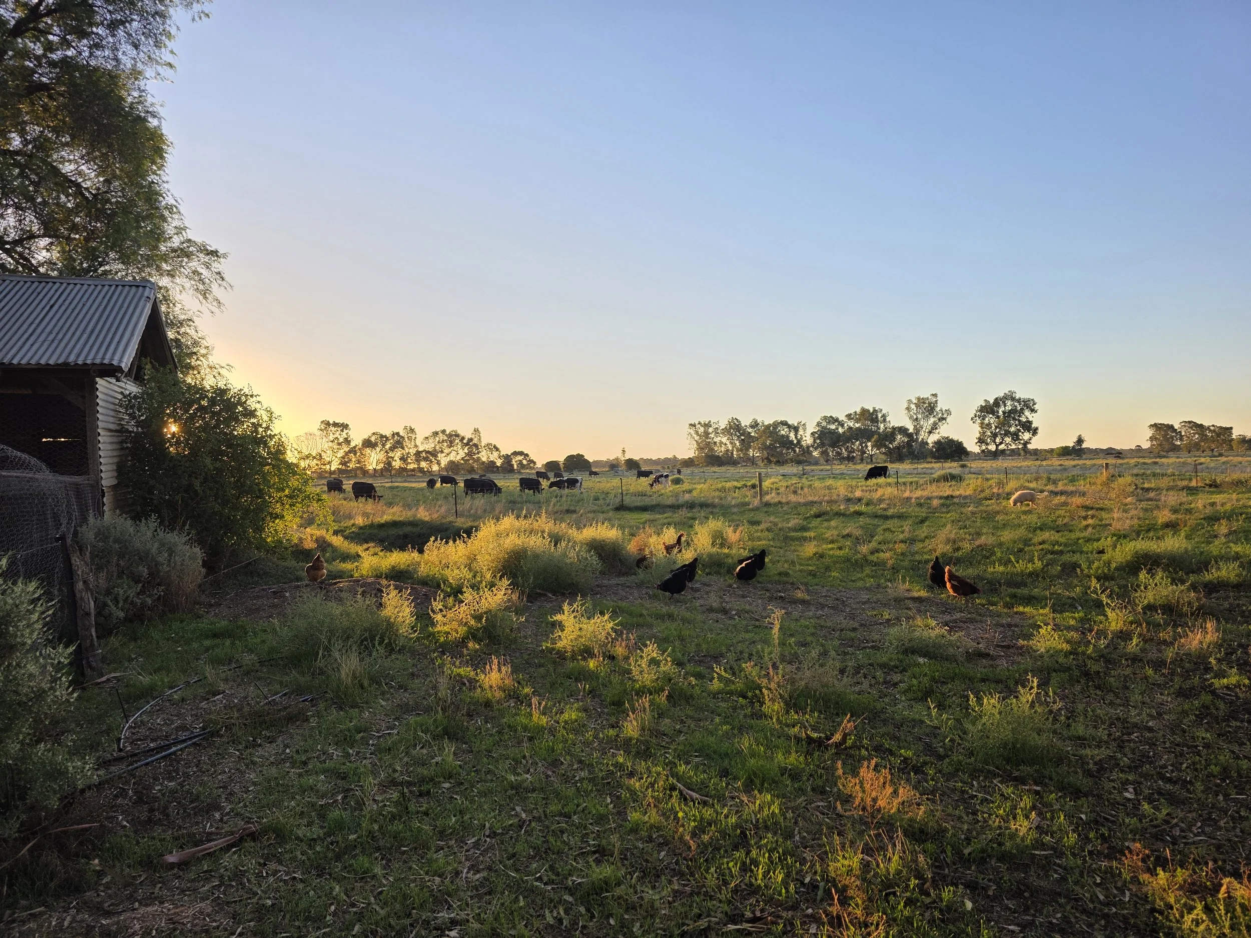 Blog #1 Introduction to Murraydale Farms Blog