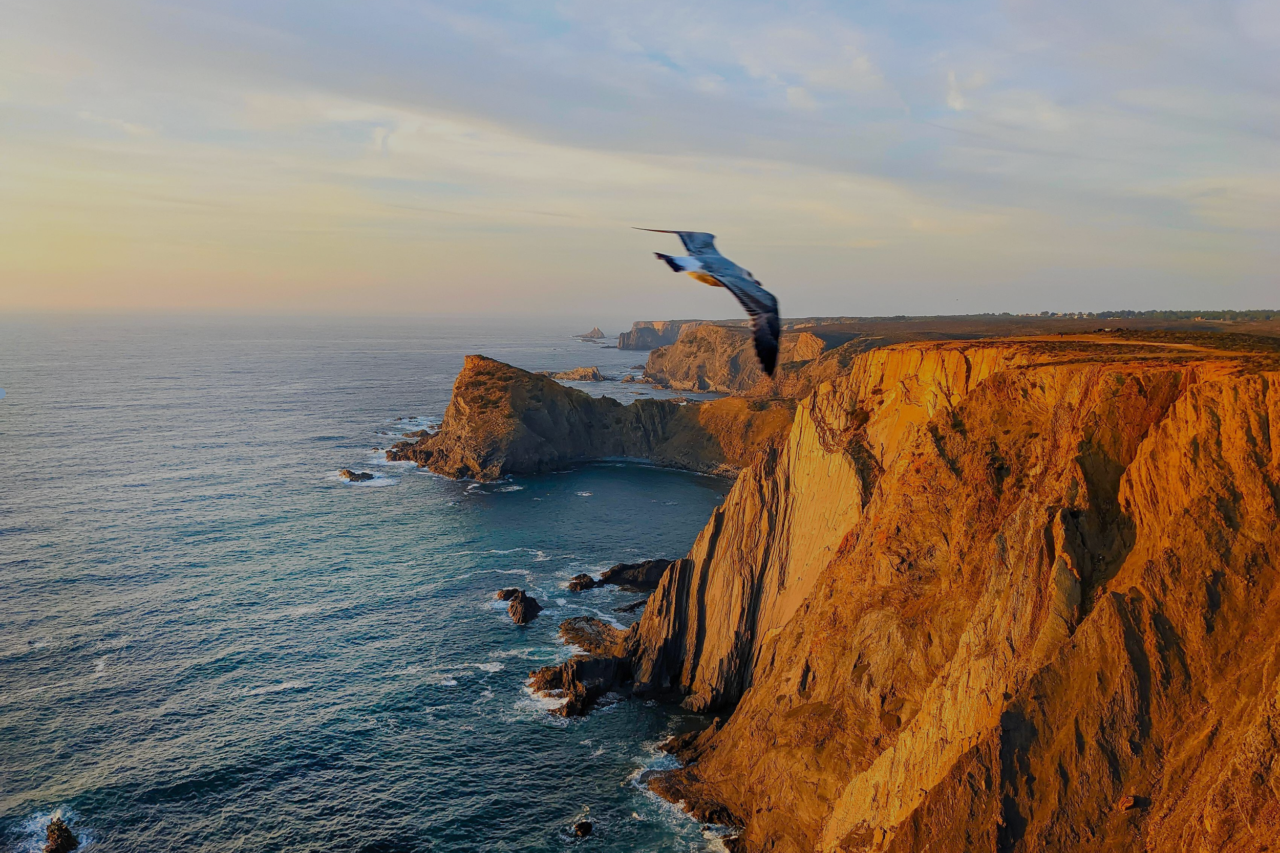 A seagull flying over rugged cliffs along the coastline during sunset, with a calm ocean below.