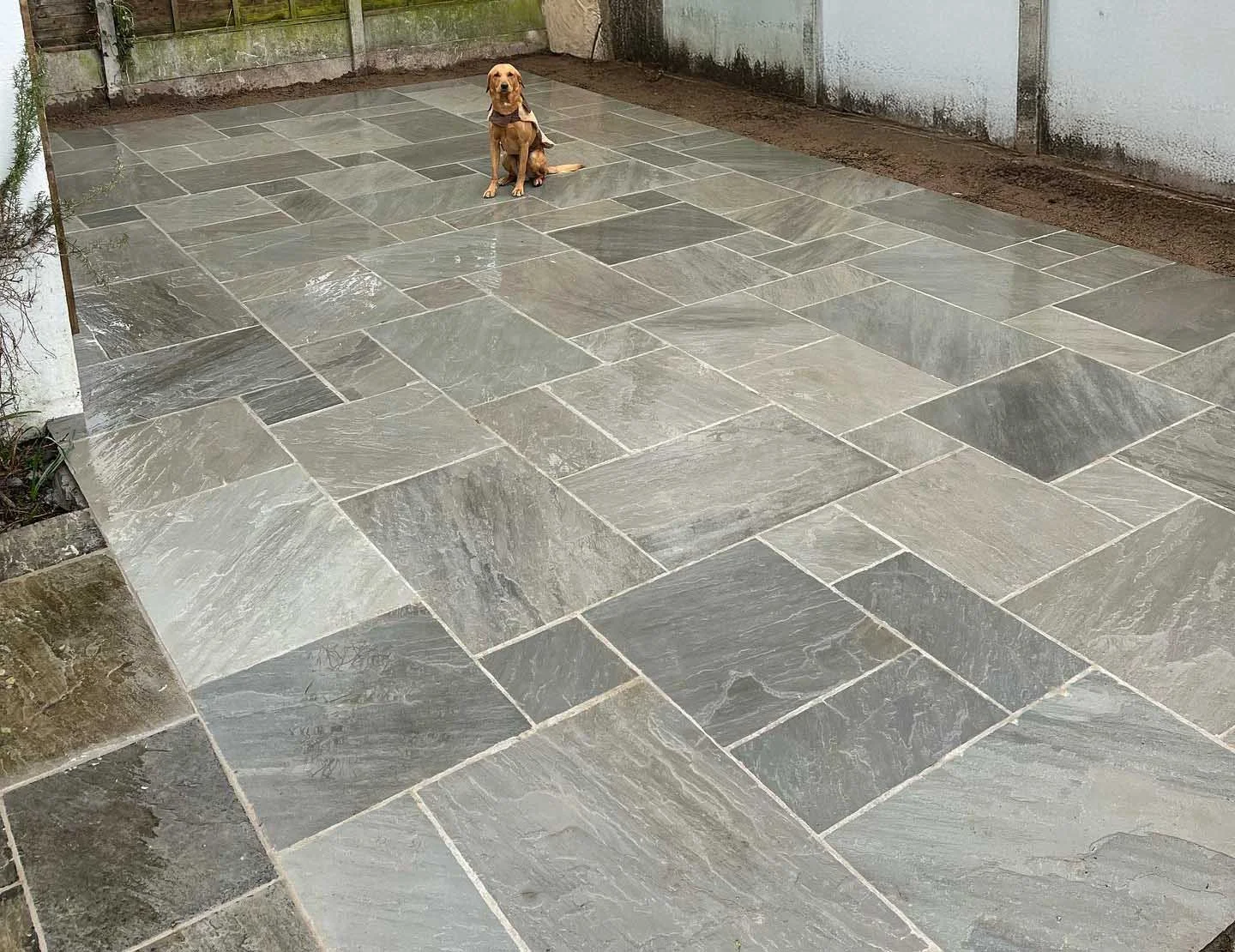 Our lovely dog Ralph sitting on a newly installed spacious stone patio .