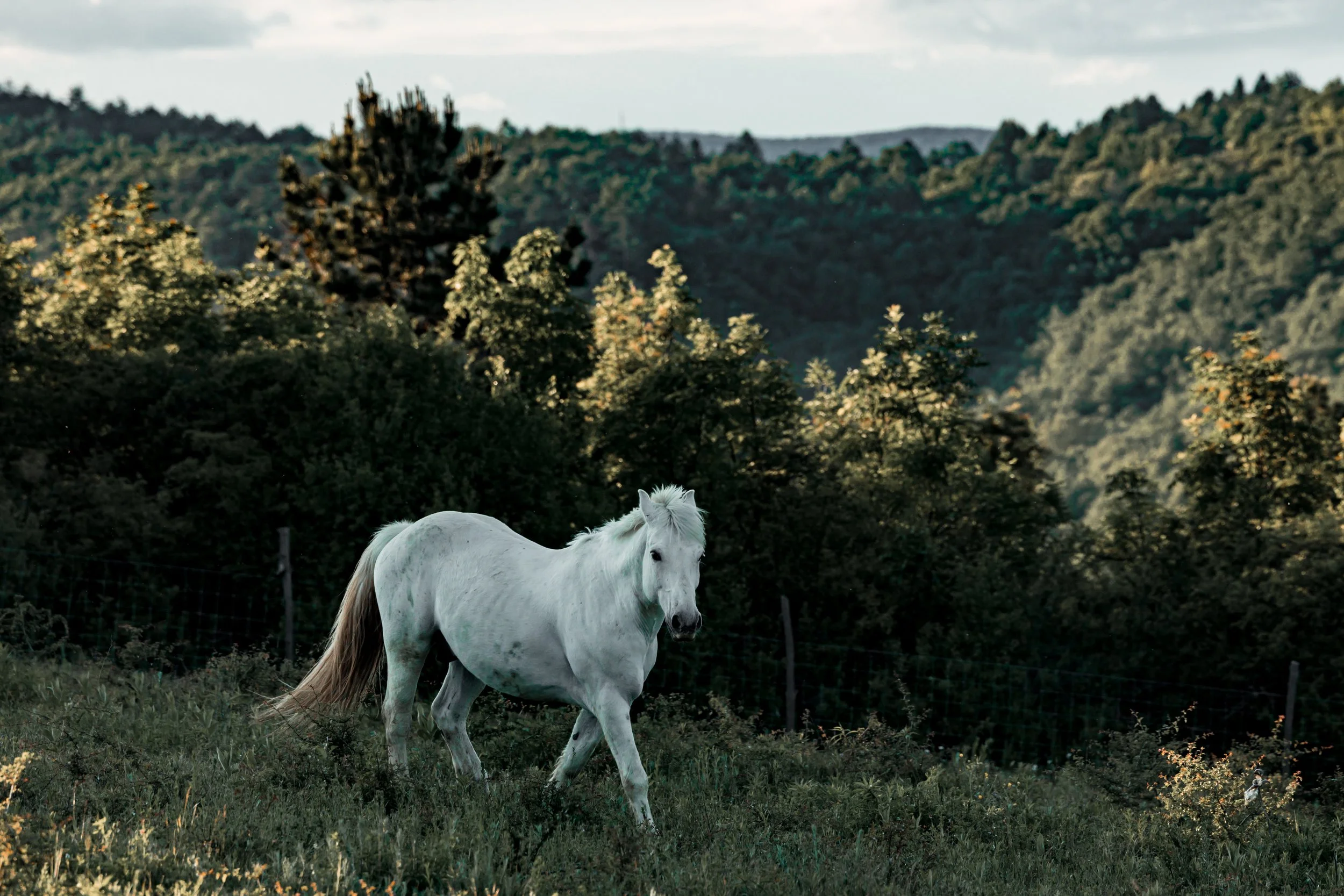lovas portré fotózás
lovas fotózás