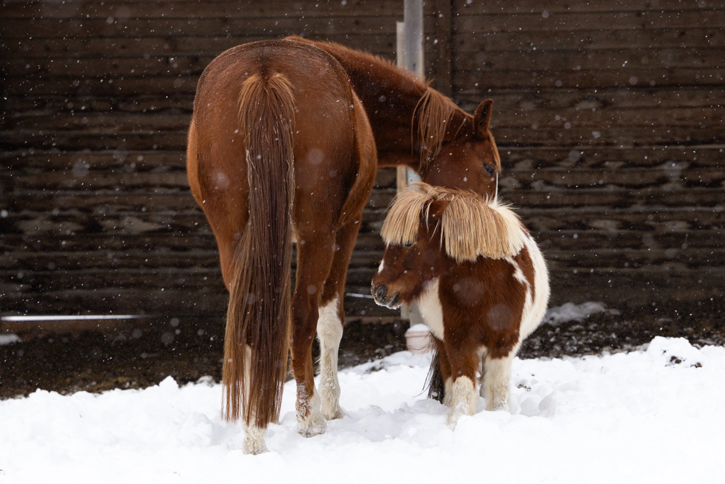 lovas portré fotózás
lovas fotózás
