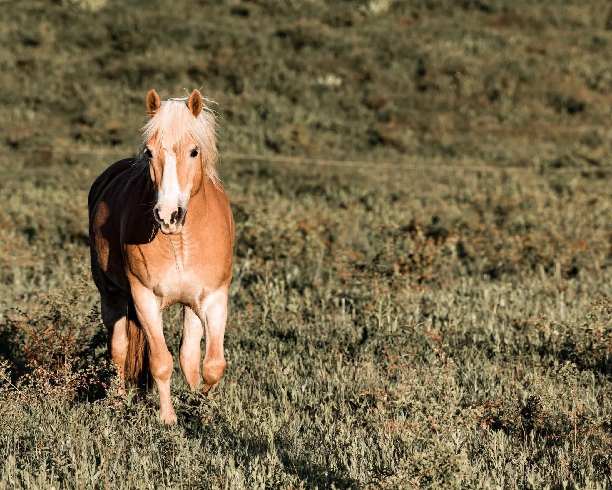 ló fotózás
lovas fotózás
állat fotózás