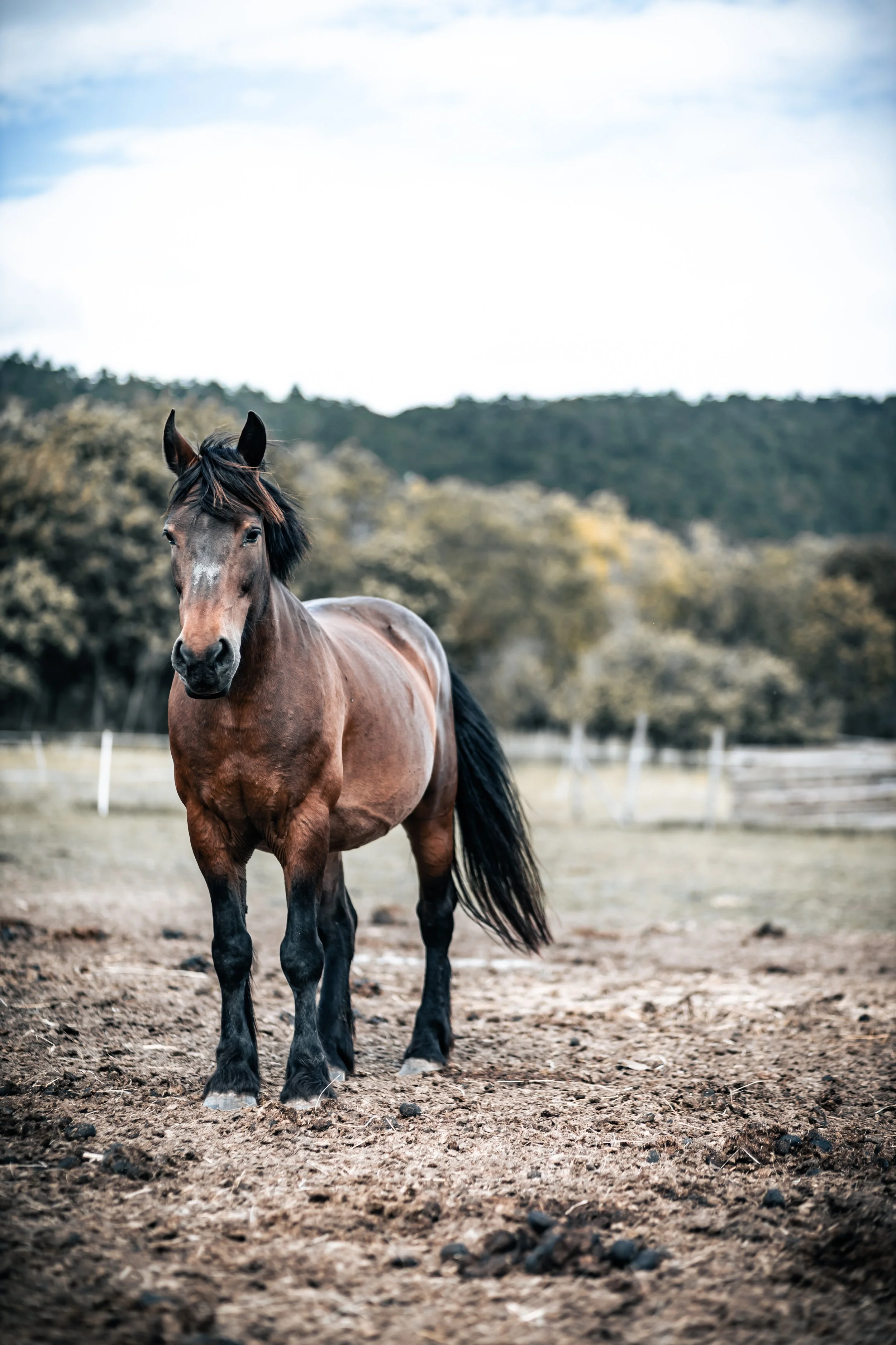 lovas fotózás
ló fotózás
lovas portré fotózás