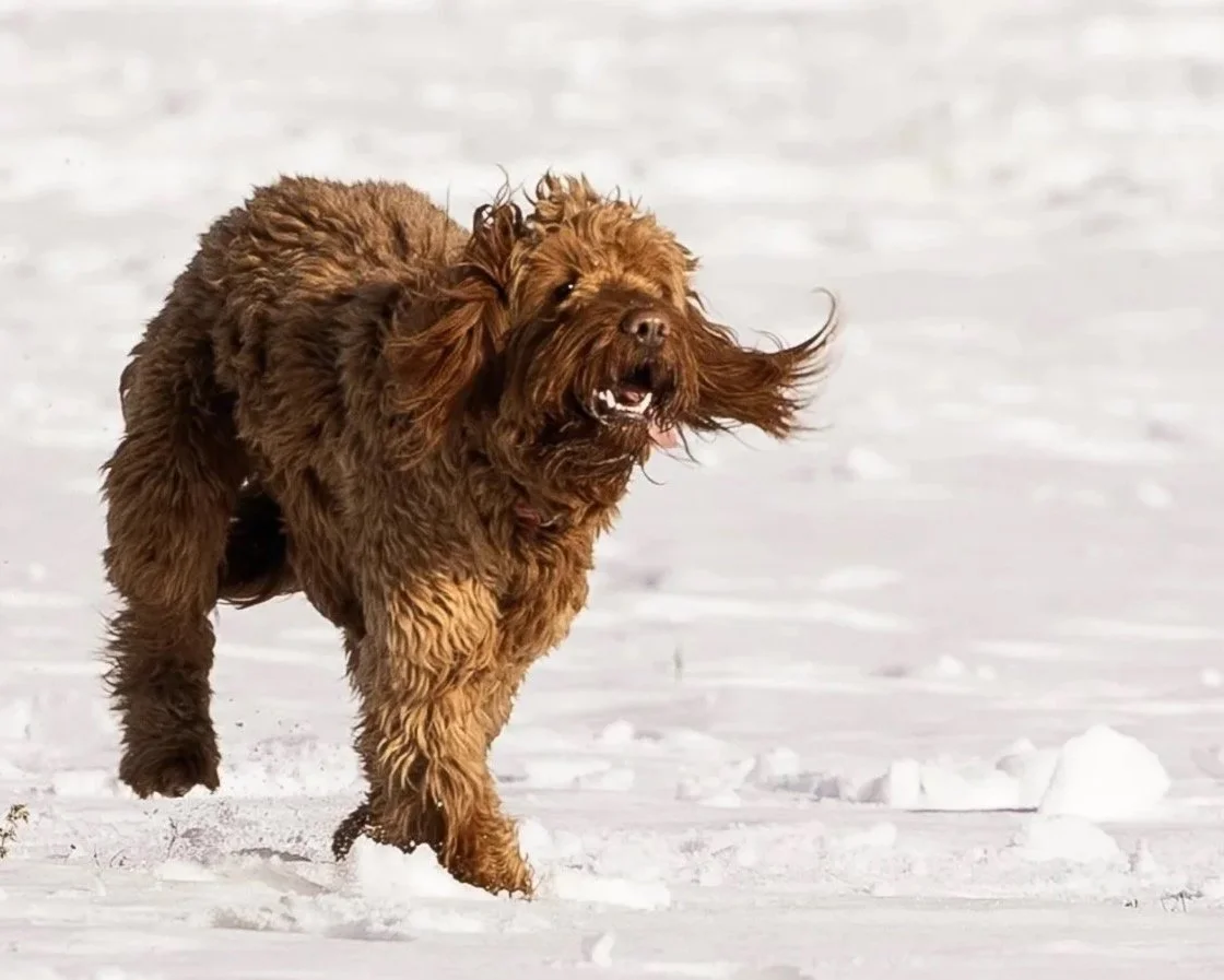 kutya fotózás
kutyás fotózás
állat fotózás