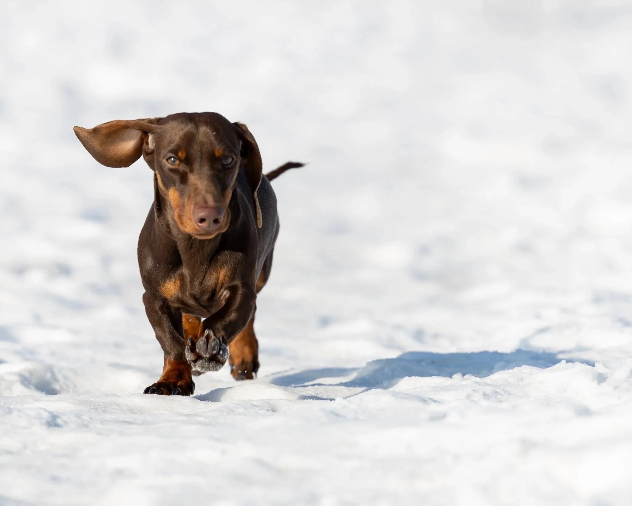 kutya fotózás
kutyás fotózás
állat fotózás