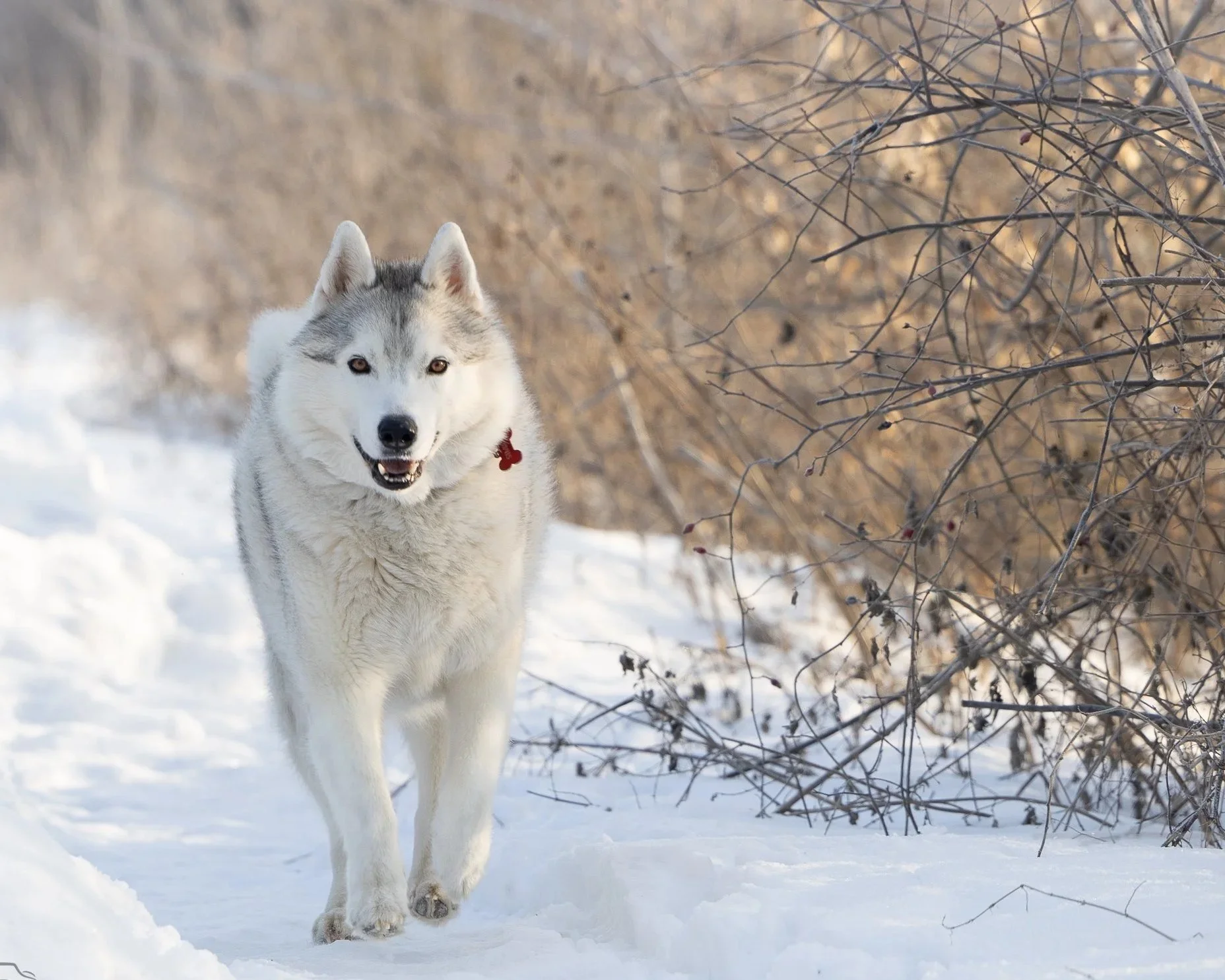 kutya fotózás kutyás fotózás állat fotózás