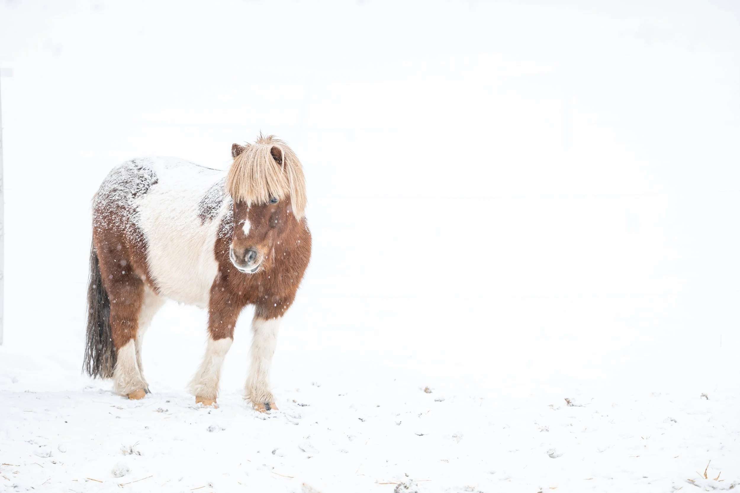 lovas portré fotózás
lovas fotózás