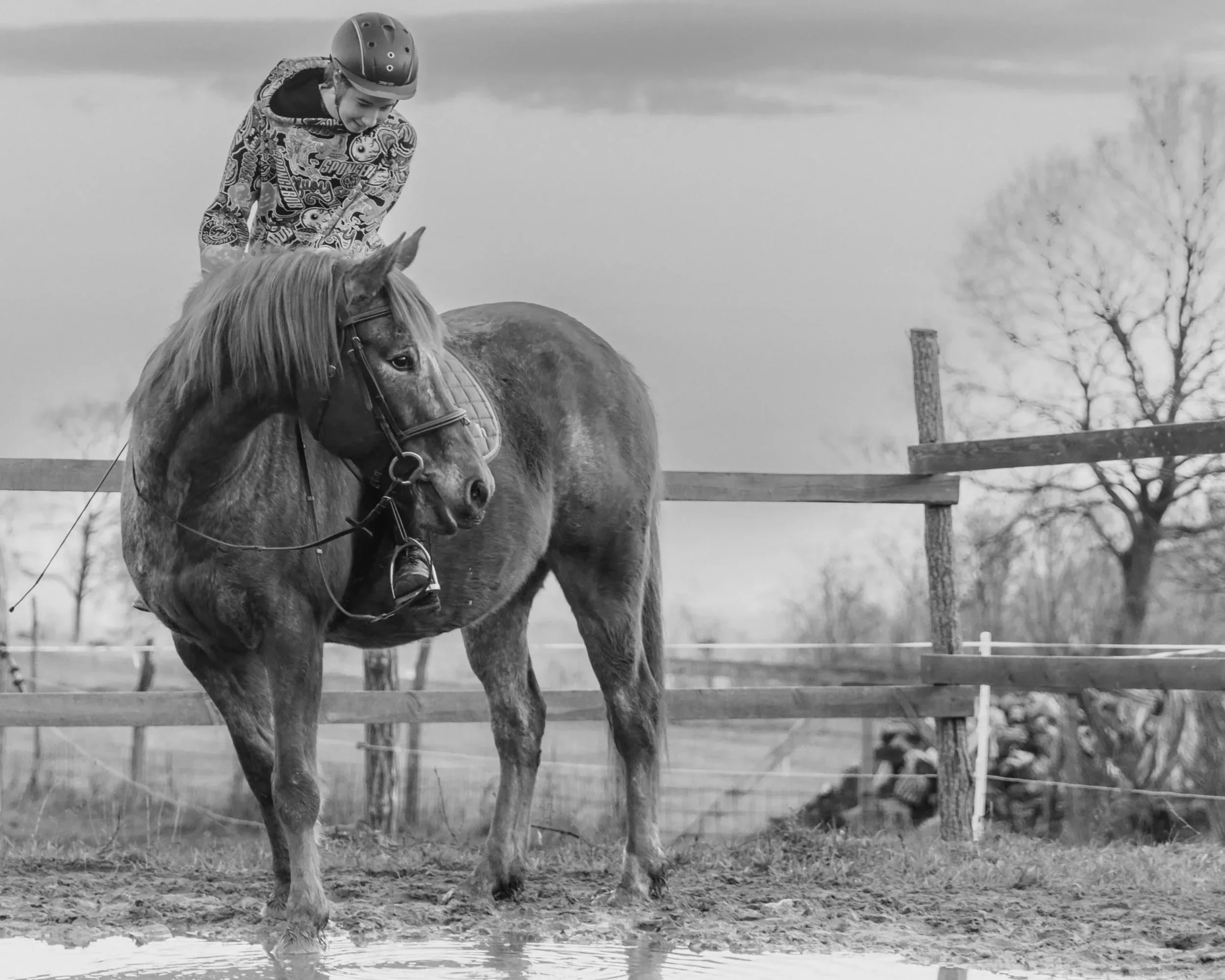 ló fotózás
lovas fotózás
állat fotózás