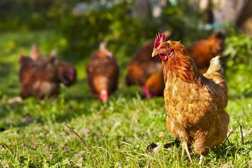 A brown chicken standing on grass with several piglets in the background.