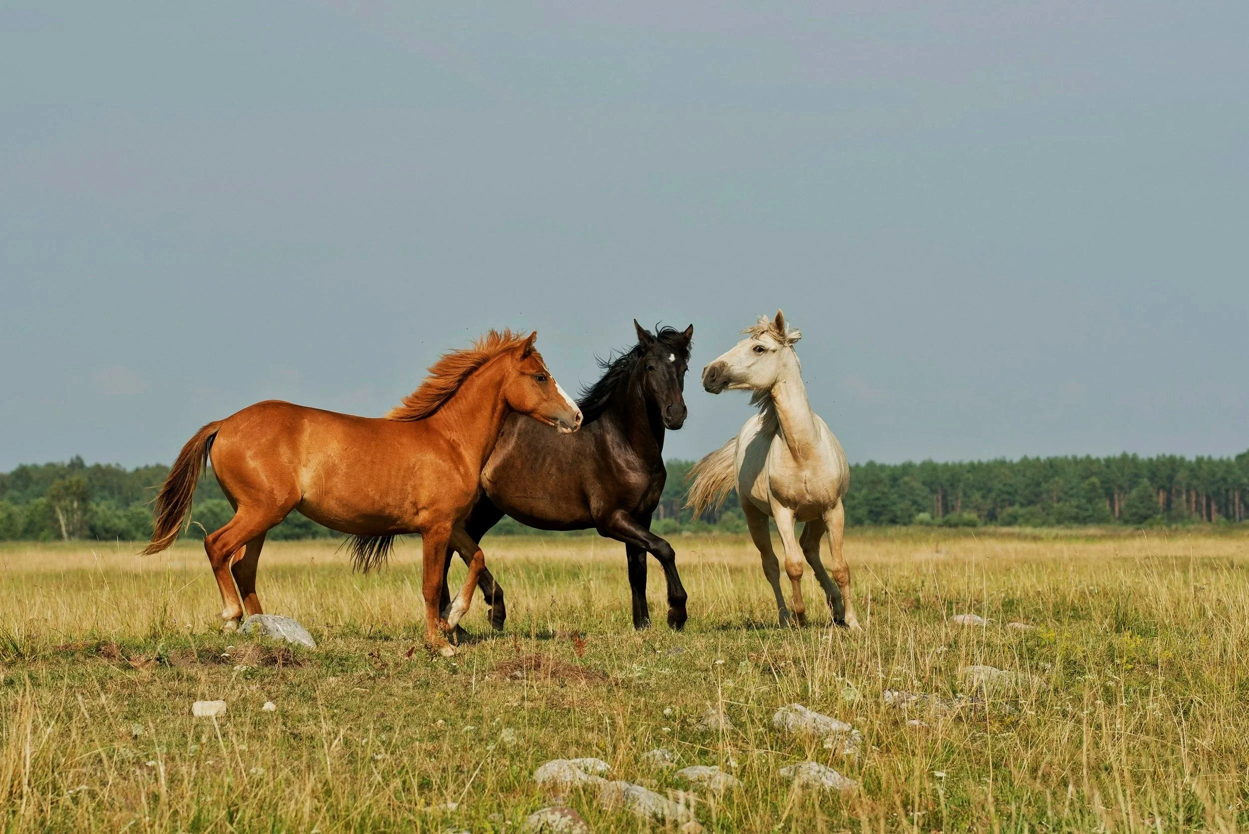 Three horses running across a grassy field with a tree line in the background under a blue sky.