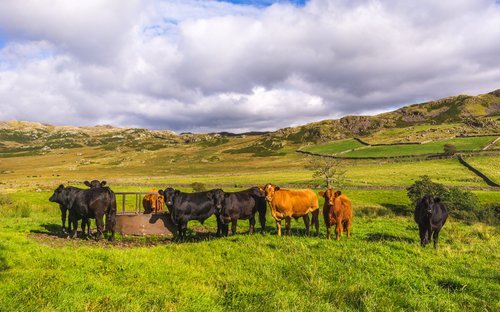 Cattle grazing on a green hillside under a cloudy sky.