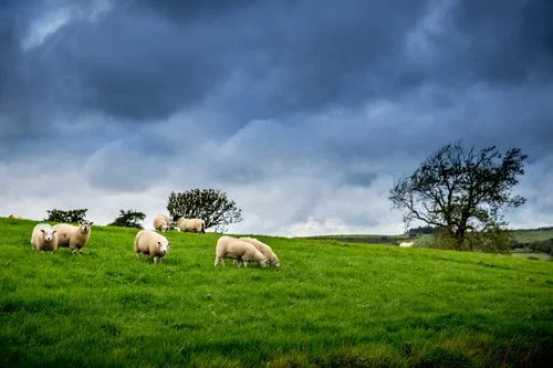 Sheep grazing on a green hill under a cloudy sky with trees in the background.