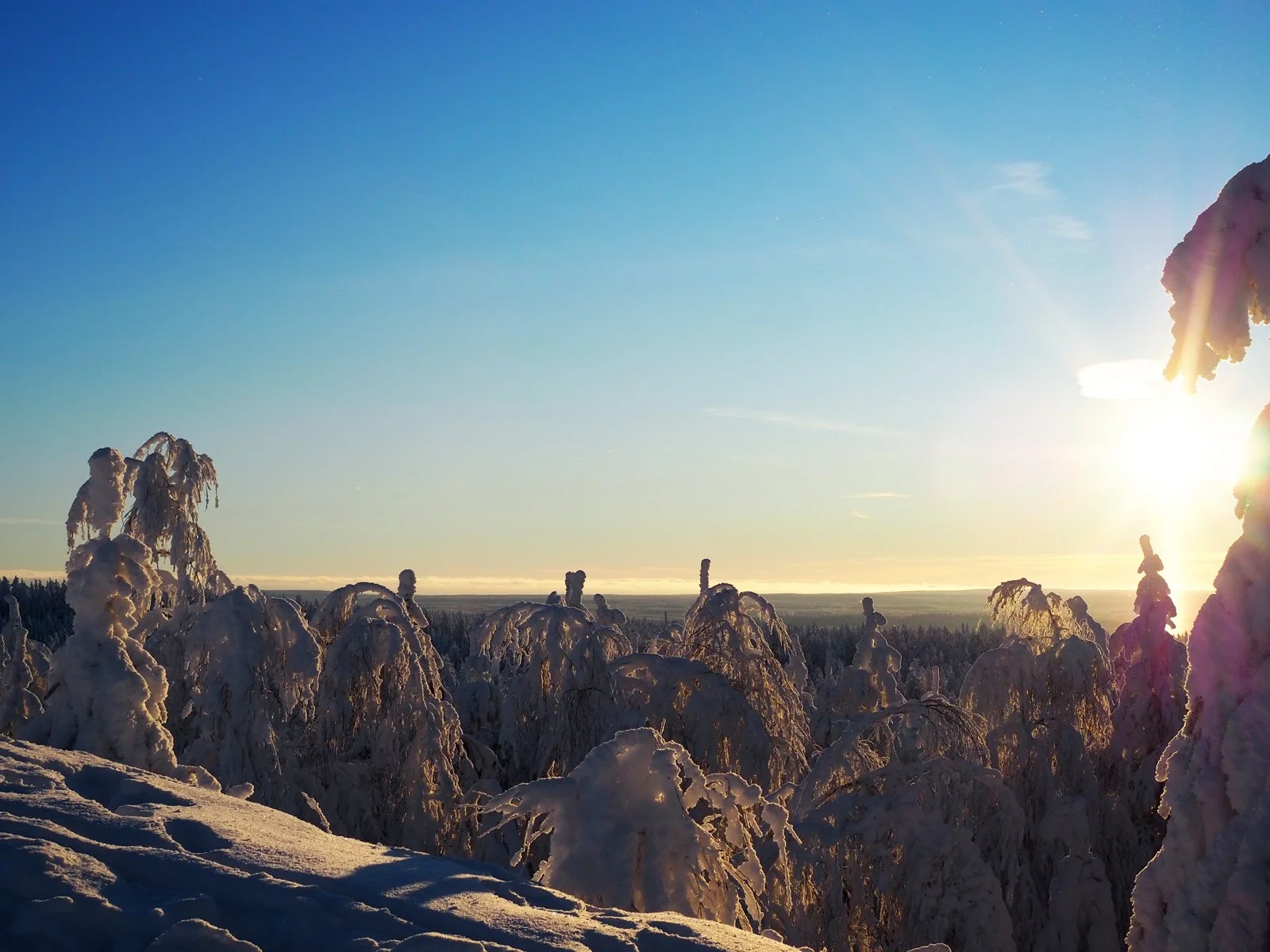 Luminen talvinen metsä, lumen peittämät puut ja auringonlasku taivaalla.
