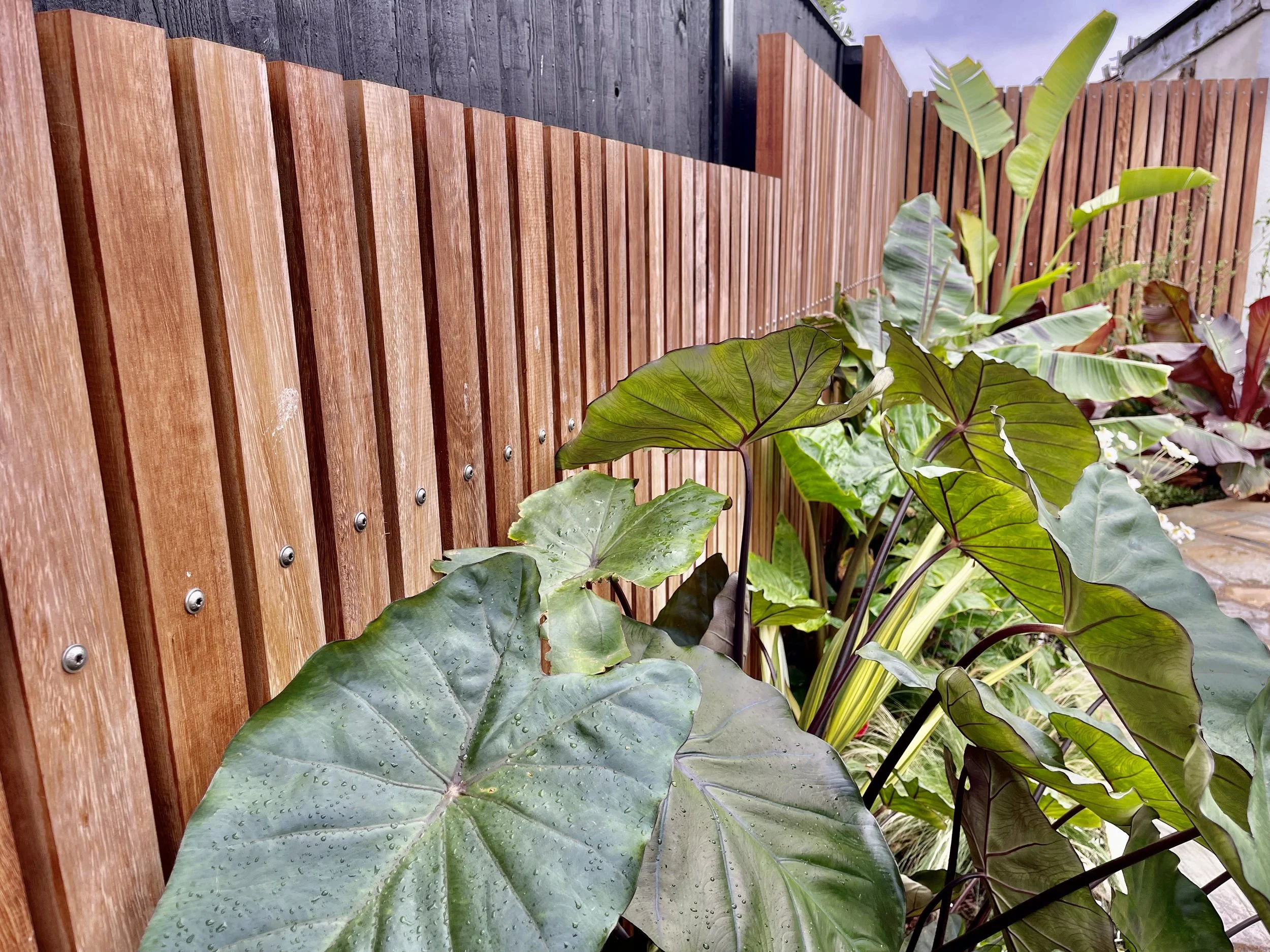 Close-up of large green tropical leaves with water droplets in front of a wooden fence in a garden.