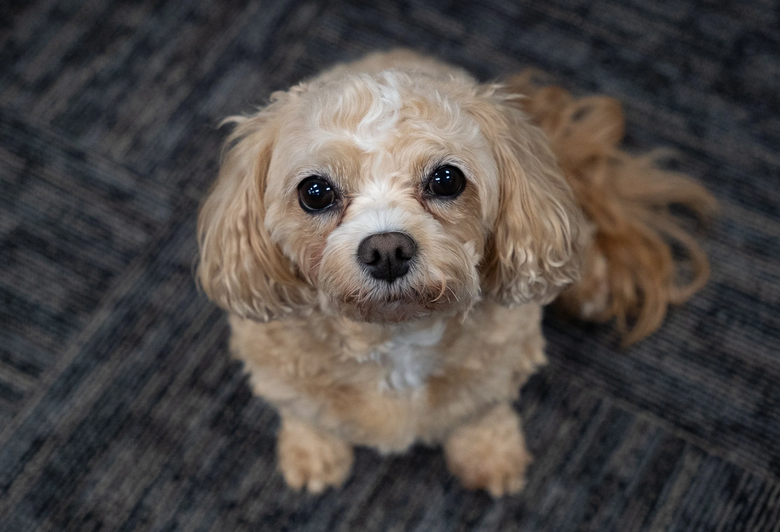 A small, beige, curly-haired dog looking up at the camera on a dark, patterned carpet.