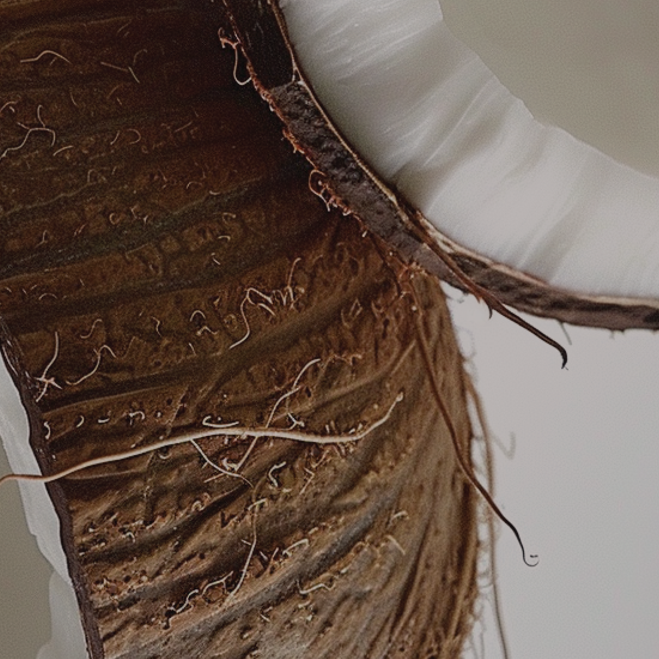 Everglow. 24-7 Tanning Wagga. Tap. Tan. Glow Book your session today. Fake Tan. Tanning salon, spray tan, sunless tanning, sunless glow, bronze, glow, sun-kissed, flawless, radiant, tan studio, tan vibes. Tan 24/7. Contactless Tan. Tan Booth.