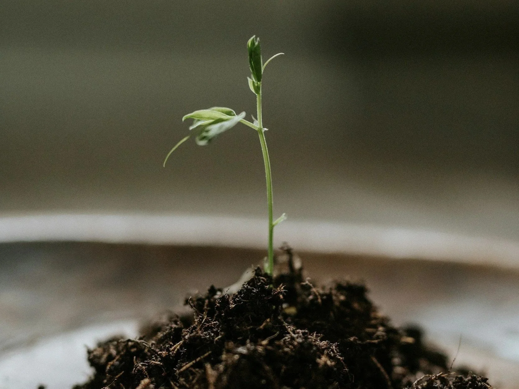 Close-up of a small green sprout growing in dark soil against a blurred background.