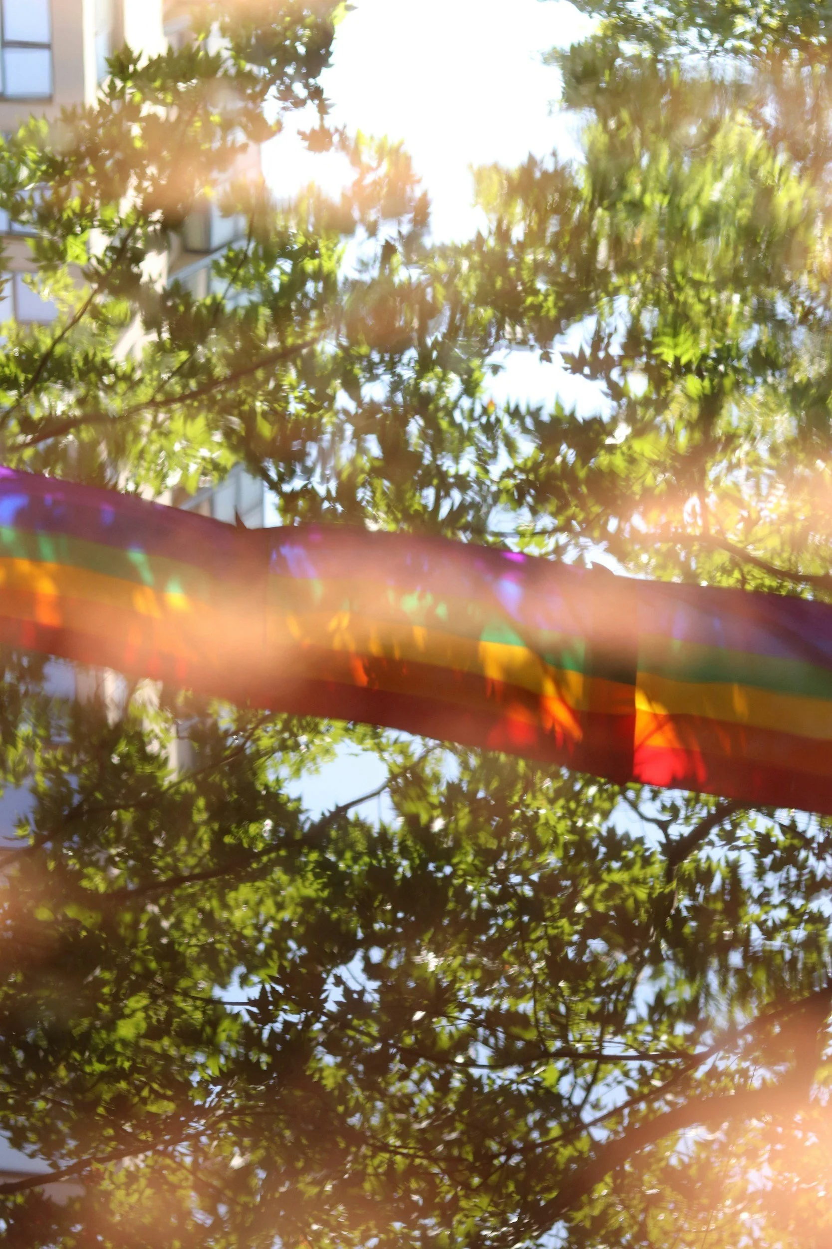 rainbox pride flag surrounded by trees in dappled sunlight