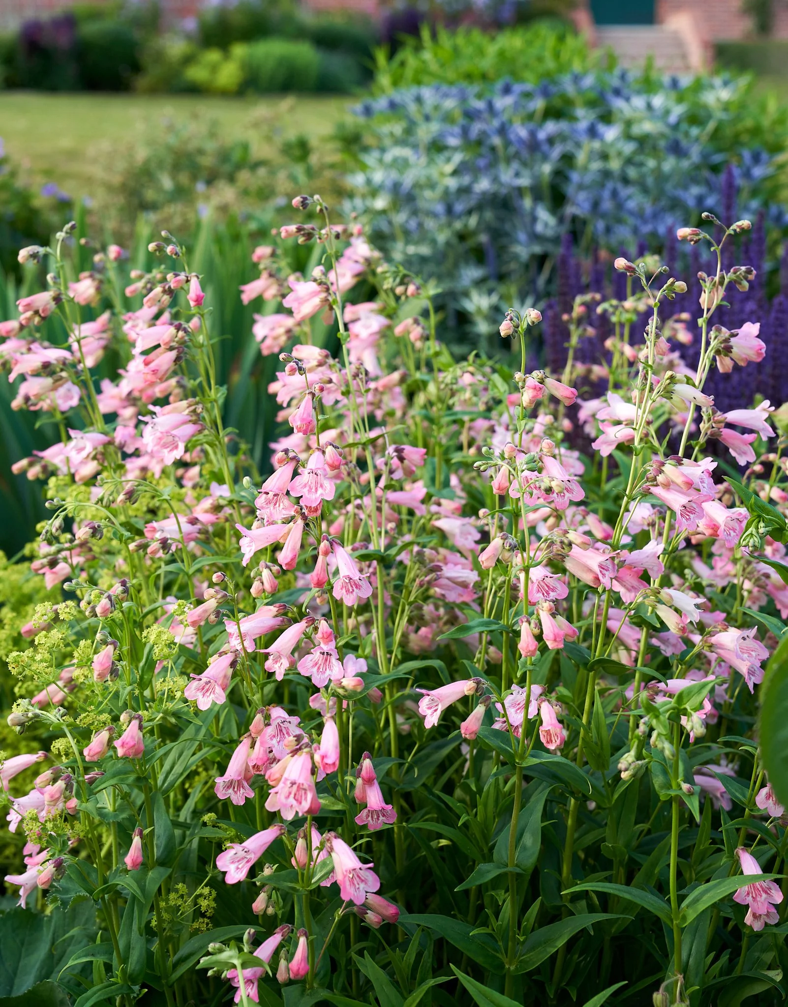 Pink flowers blooming in a garden with green grass and foliage in the background.