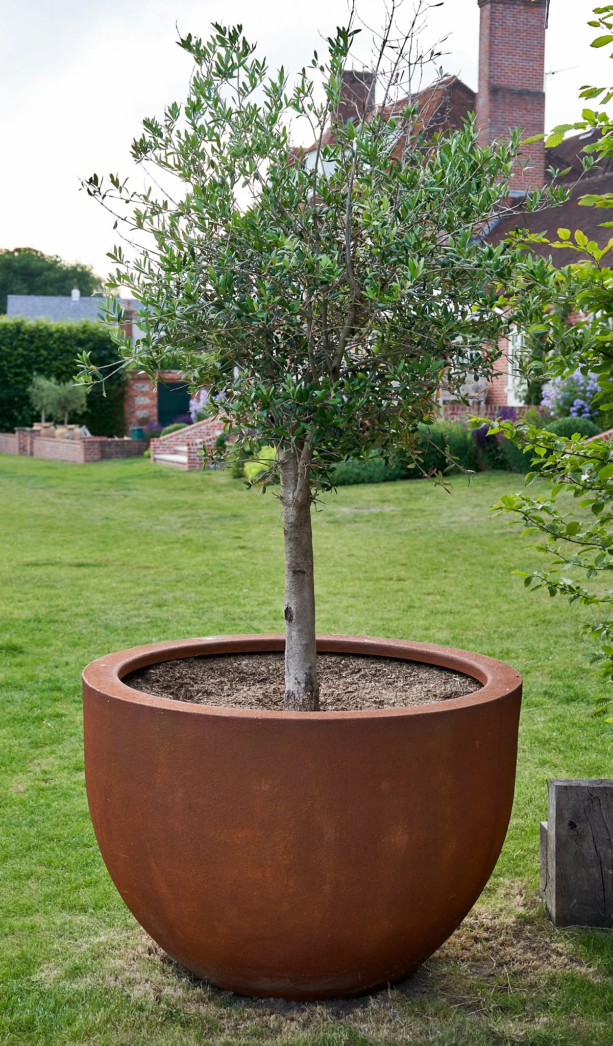 A small tree planted in a large round clay flower pot on a well-kept lawn in a residential backyard.
