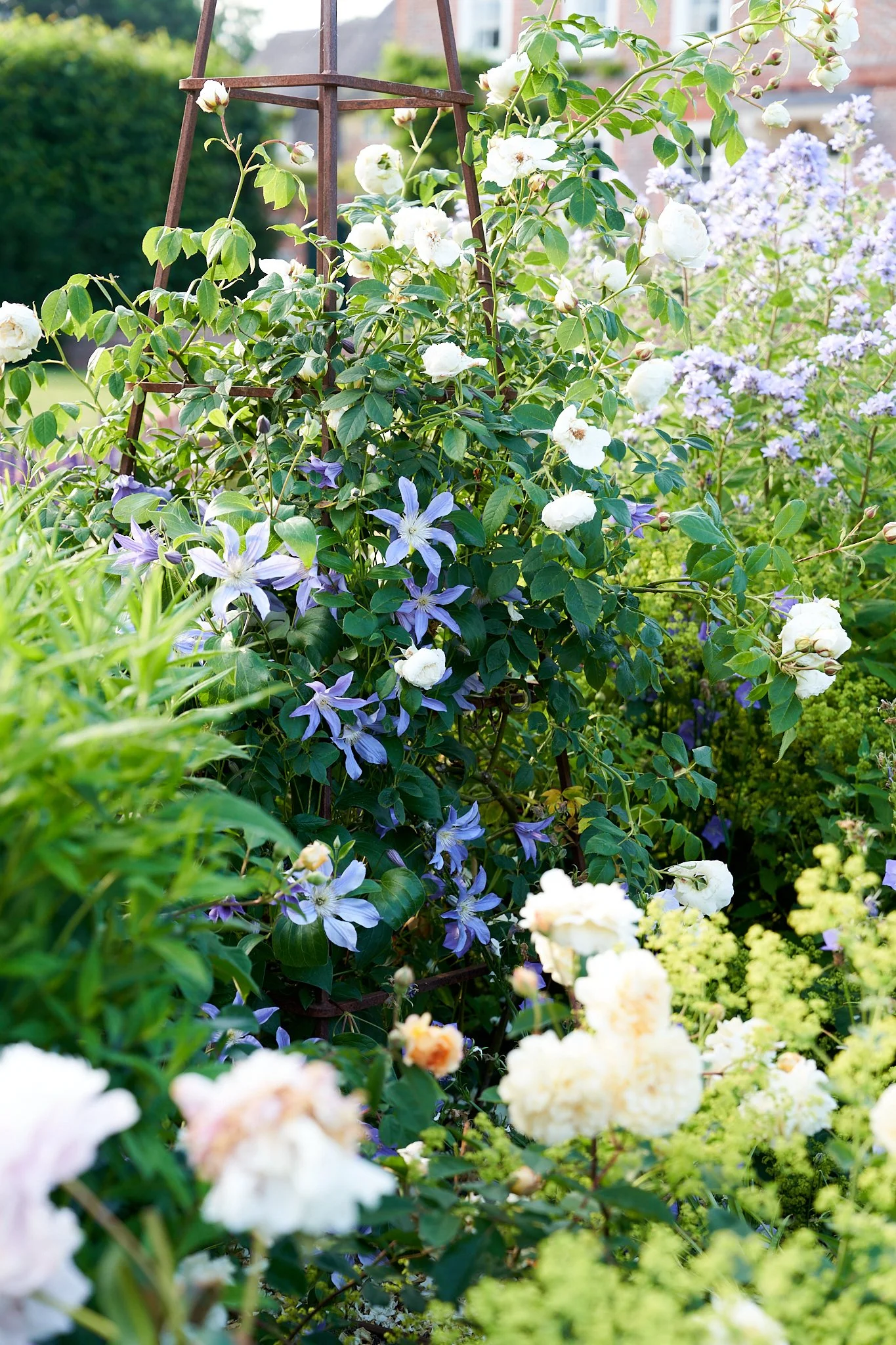 A garden with a variety of flowering plants, including white roses, purple clematis, and yellow and peach blooms, surrounding a rusted metal trellis on a sunny day.