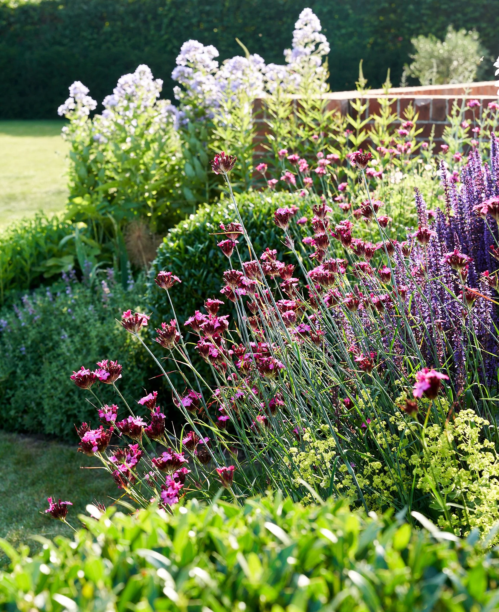 Colorful garden with purple, pink, and green flowering plants and a brick wall in the background.