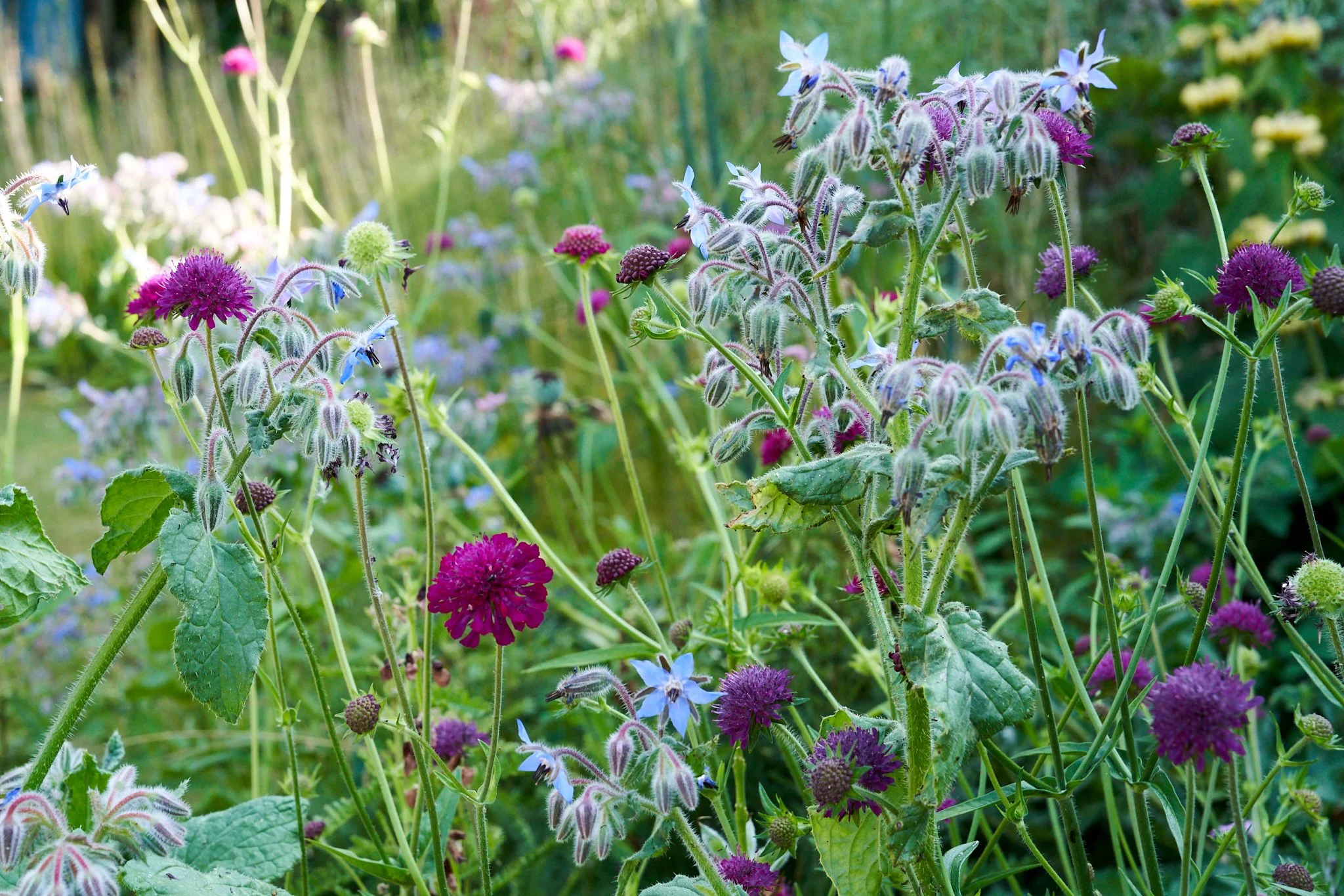 Close-up of various wildflowers including purple, pink, and blue blossoms in a lush garden or meadow.