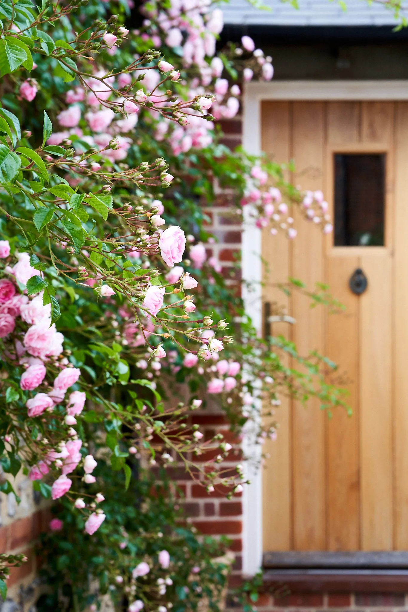 Pink roses blooming on a bush along a brick wall and wooden door.
