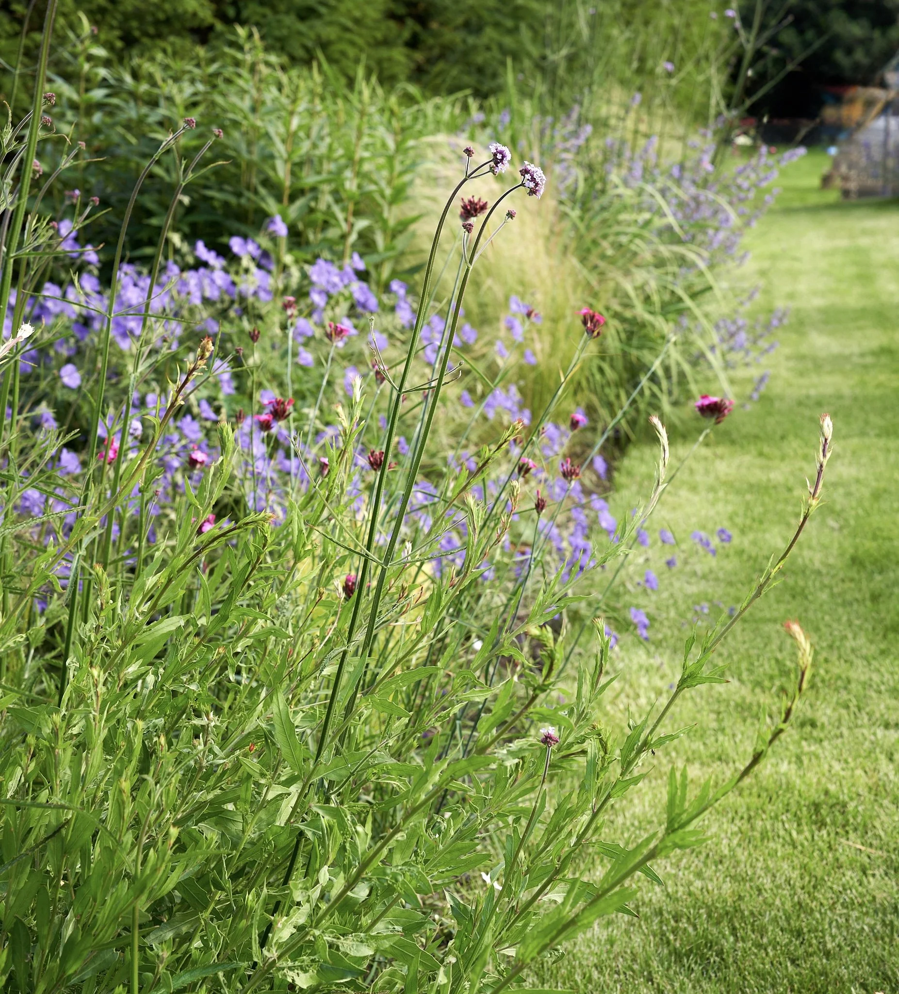 A garden with green grass and a variety of purple and pink flowers along a hedge.