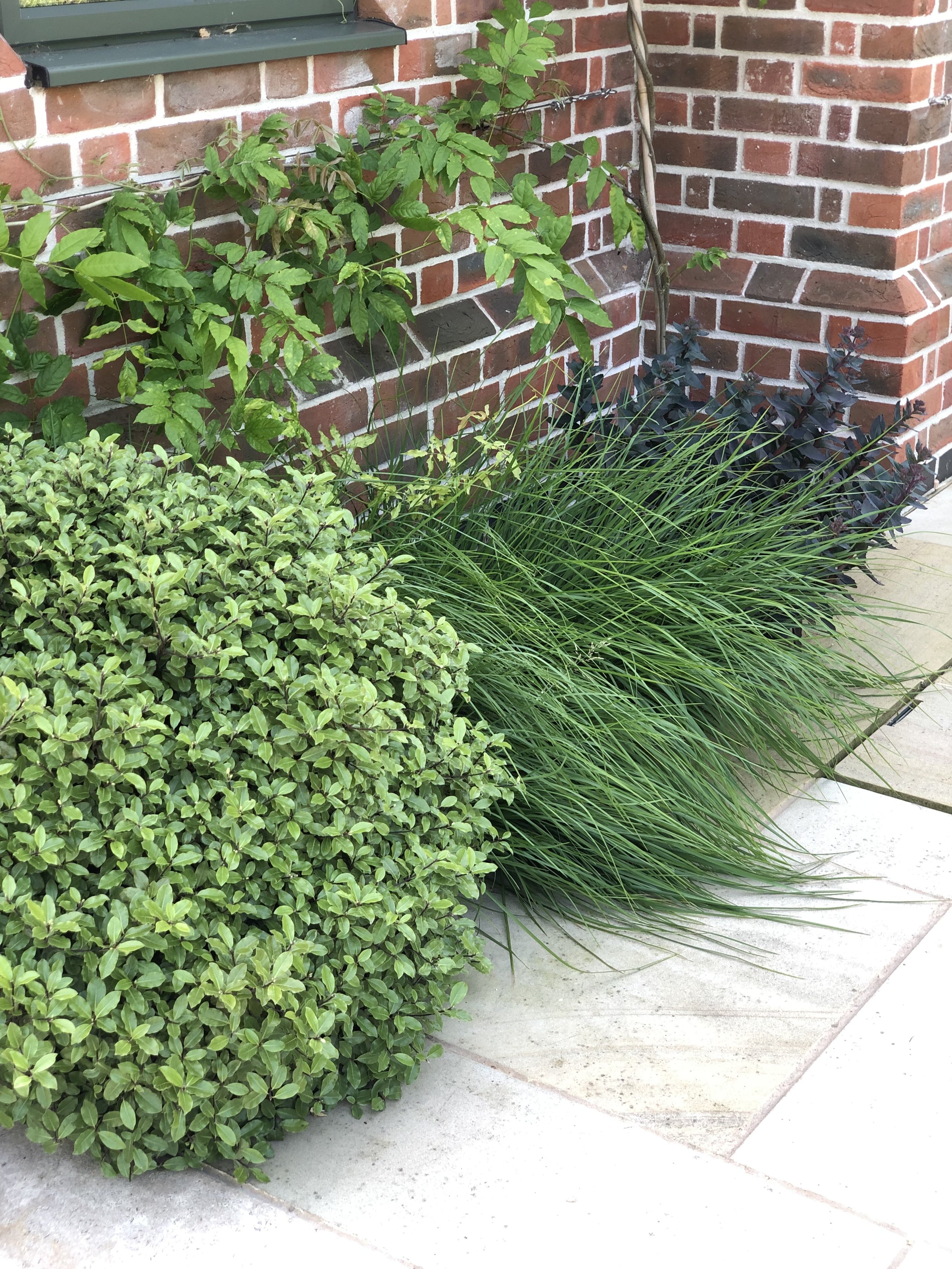 A variety of green plants, including a round bush, a leafy vine, and ornamental grass, growing along a brick house foundation on a concrete sidewalk.