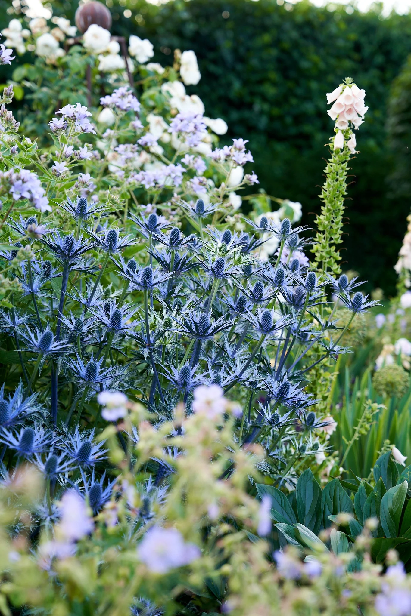 A vibrant garden with various blooming flowers, including blue sea holly, white roses, and pink foxglove, set against a lush green background.
