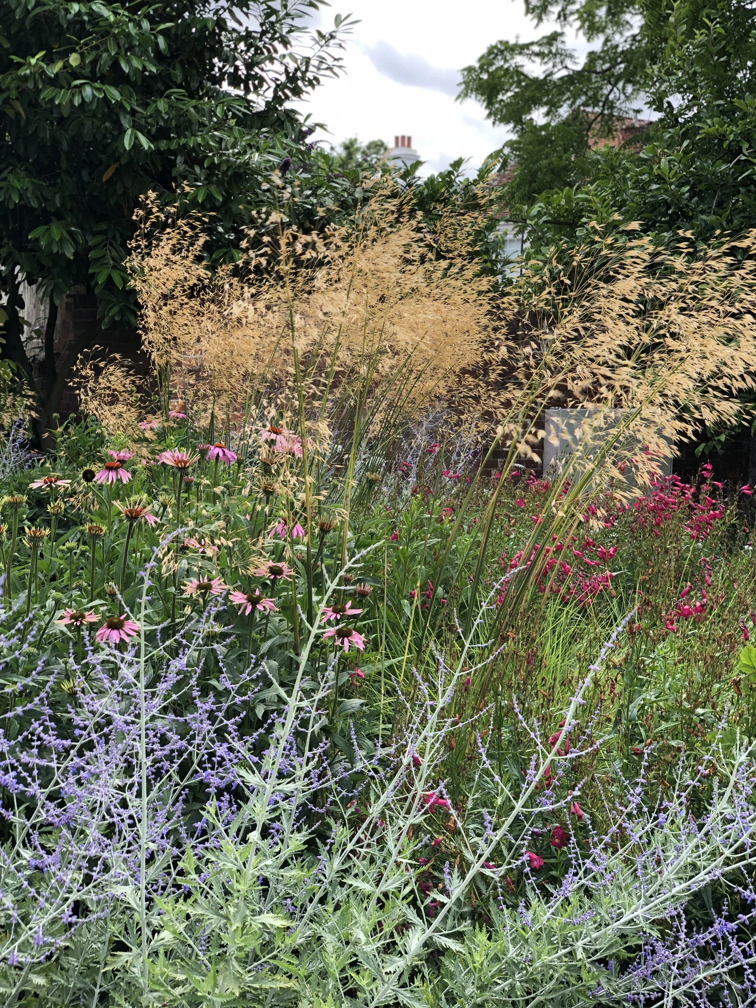 A lush garden with tall golden ornamental grasses, pink coneflowers, purple salvia, and other colorful flowers, with trees and houses in the background under a cloudy sky.