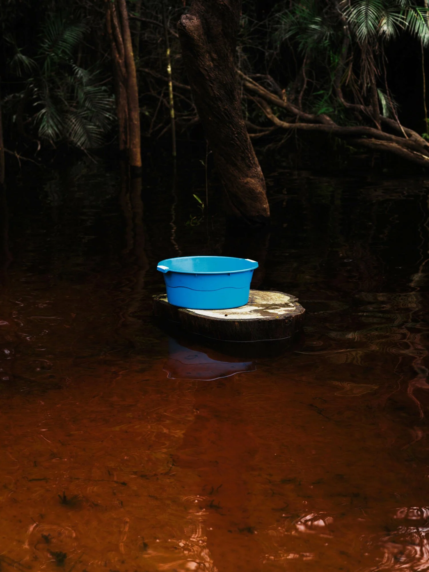 A blue plastic bucket resting on a tree stump in a dark jungle with dense trees and roots, above water.