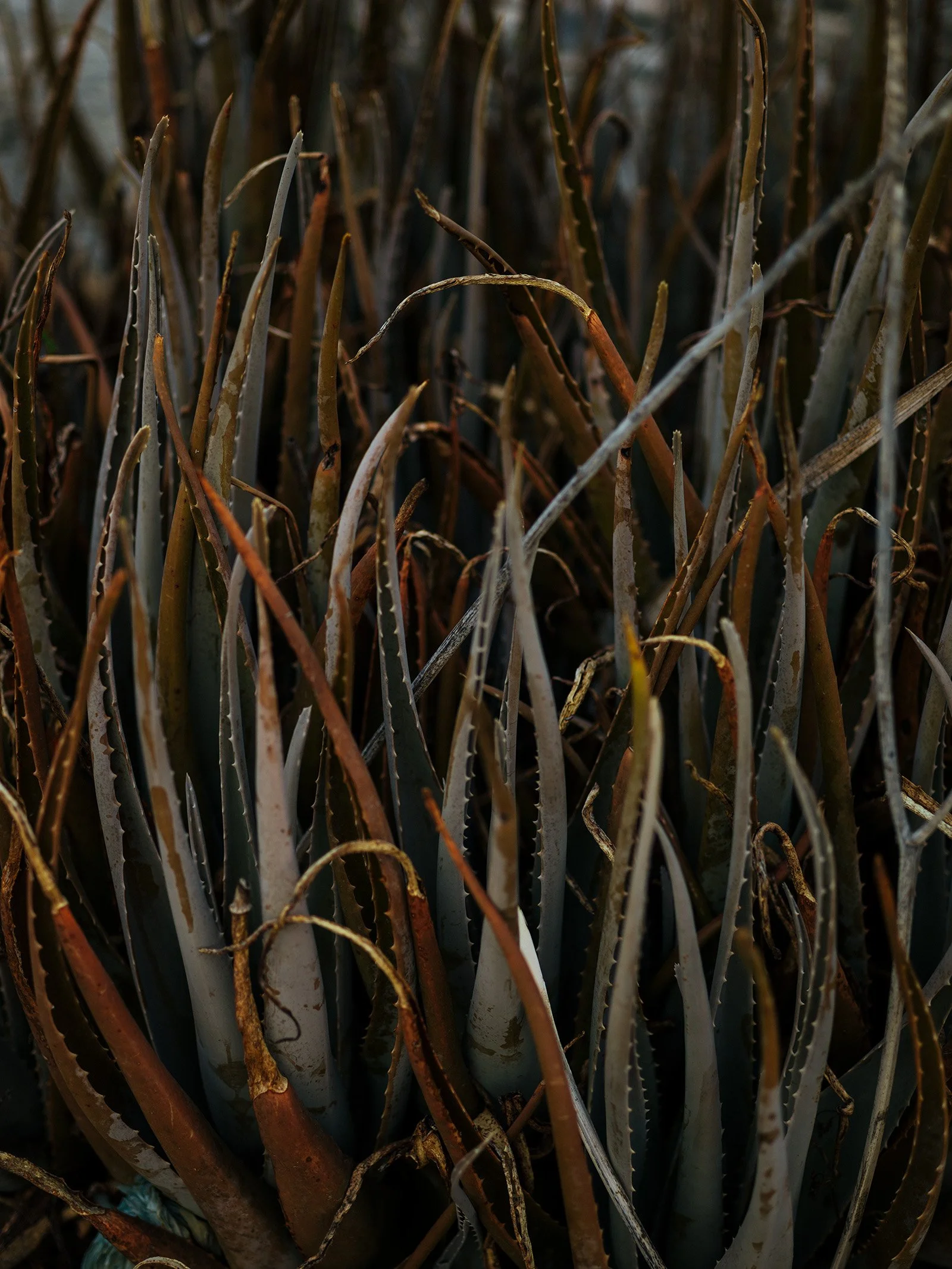 79 - B0004248-re.jpg