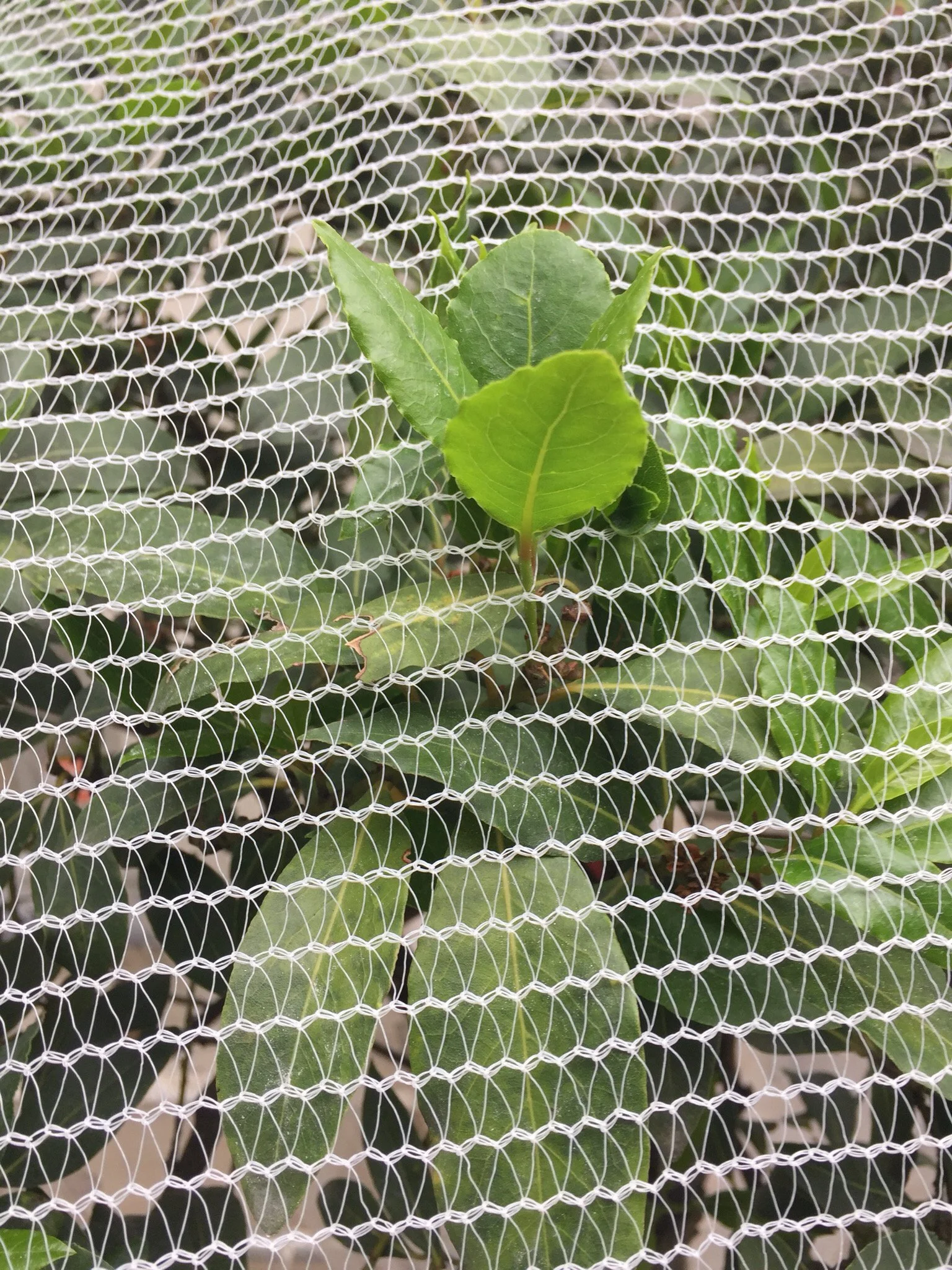 Anouk-Wirtz-Art-Direction-Luxury-Fashion