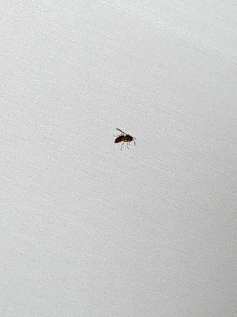 Anouk-Wirtz-Art-Direction-Luxury-Fashion