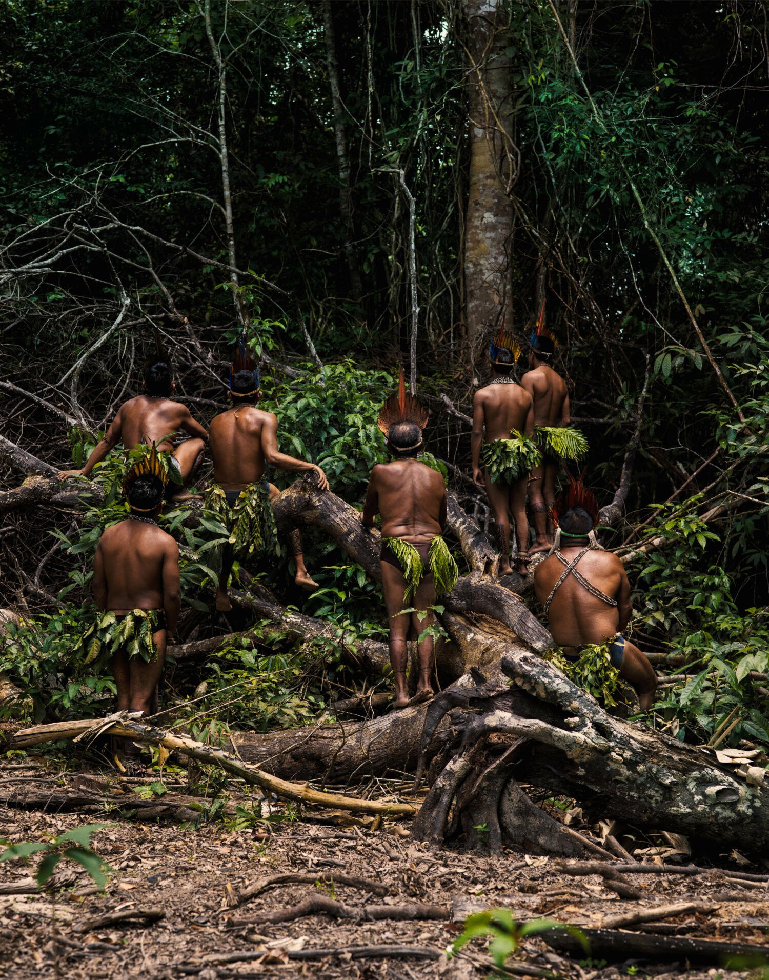 A group of indigenous men in traditional dress, including feathered headdresses, in a dense jungle or rainforest, with some ascending a fallen tree and others standing or sitting among the vegetation.