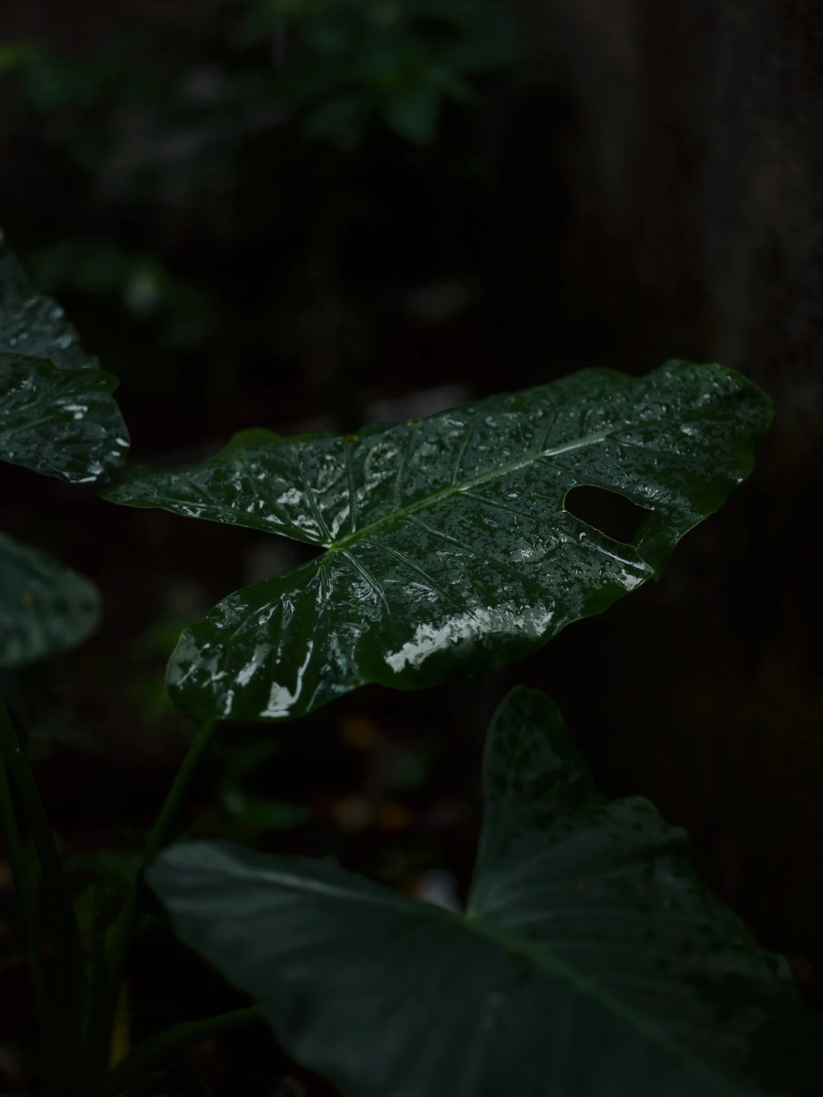 6 - B0003683-re.jpg