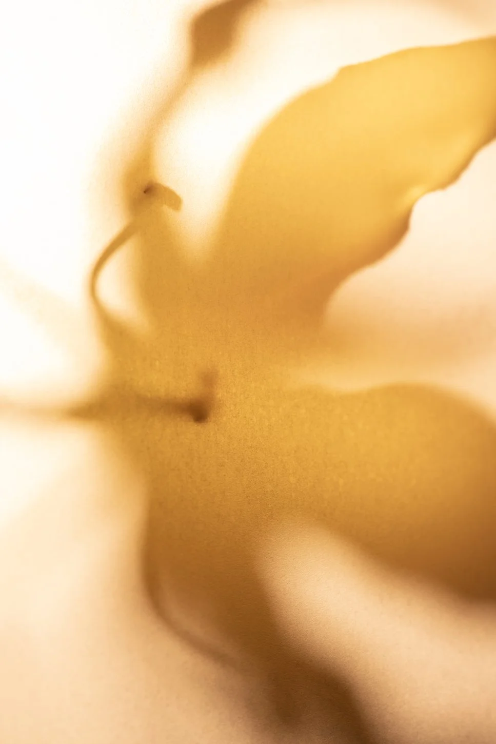 Donsje studio06101 - LR.jpg