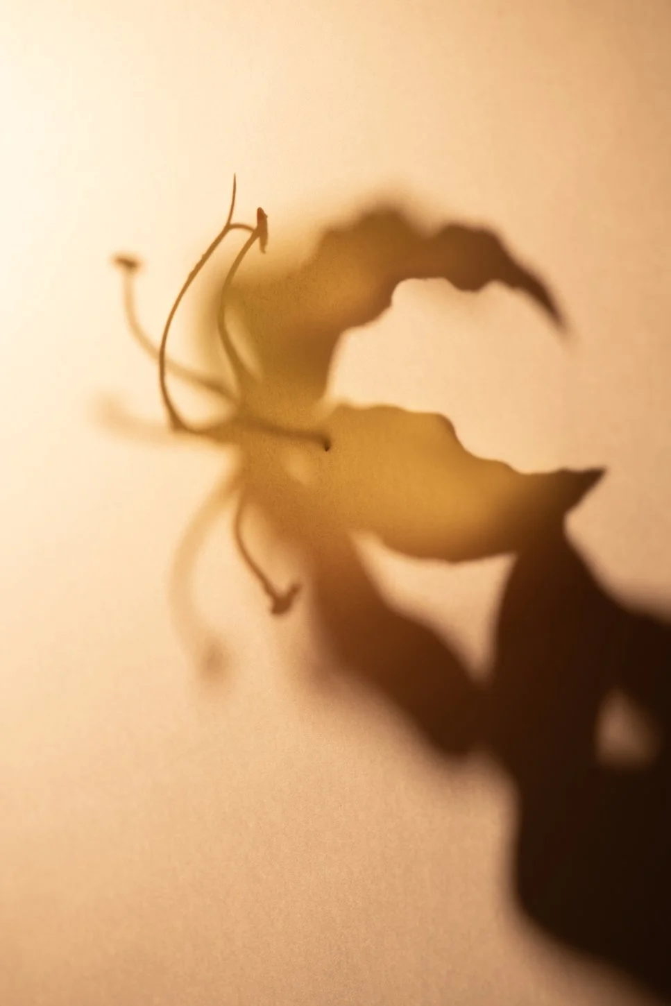 Donsje studio06079 - LR.jpg