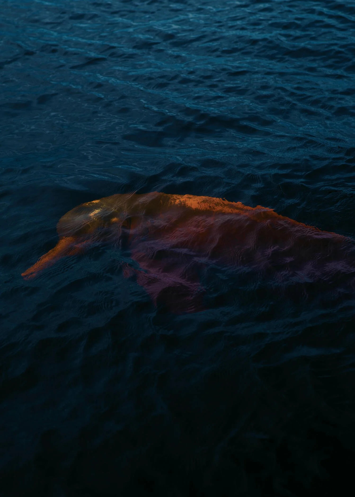 A large sea creature, likely a whale, partially submerged in dark blue ocean water with visible ripples and waves.