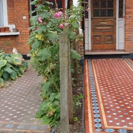 A garden with blooming pink flowers and large green leaves separates two paved walkways in front of a brick house with a wooden door.