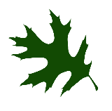Silhouette of a green leafless tree against a black background