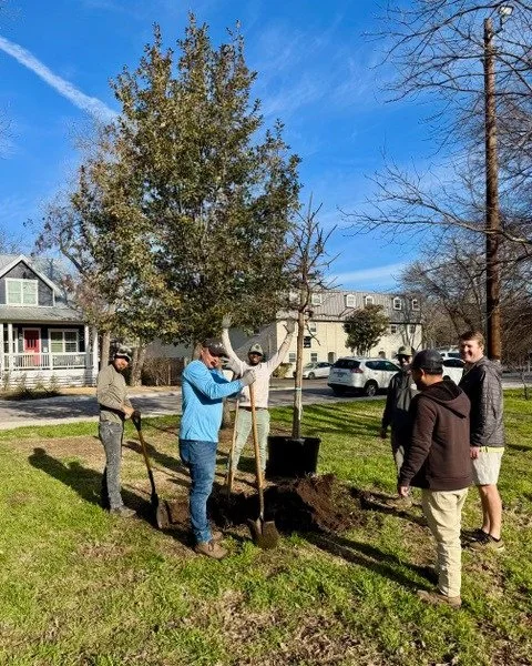 Photograph showing volunteers installing a new burr oak tree at Austin's Shipe Park