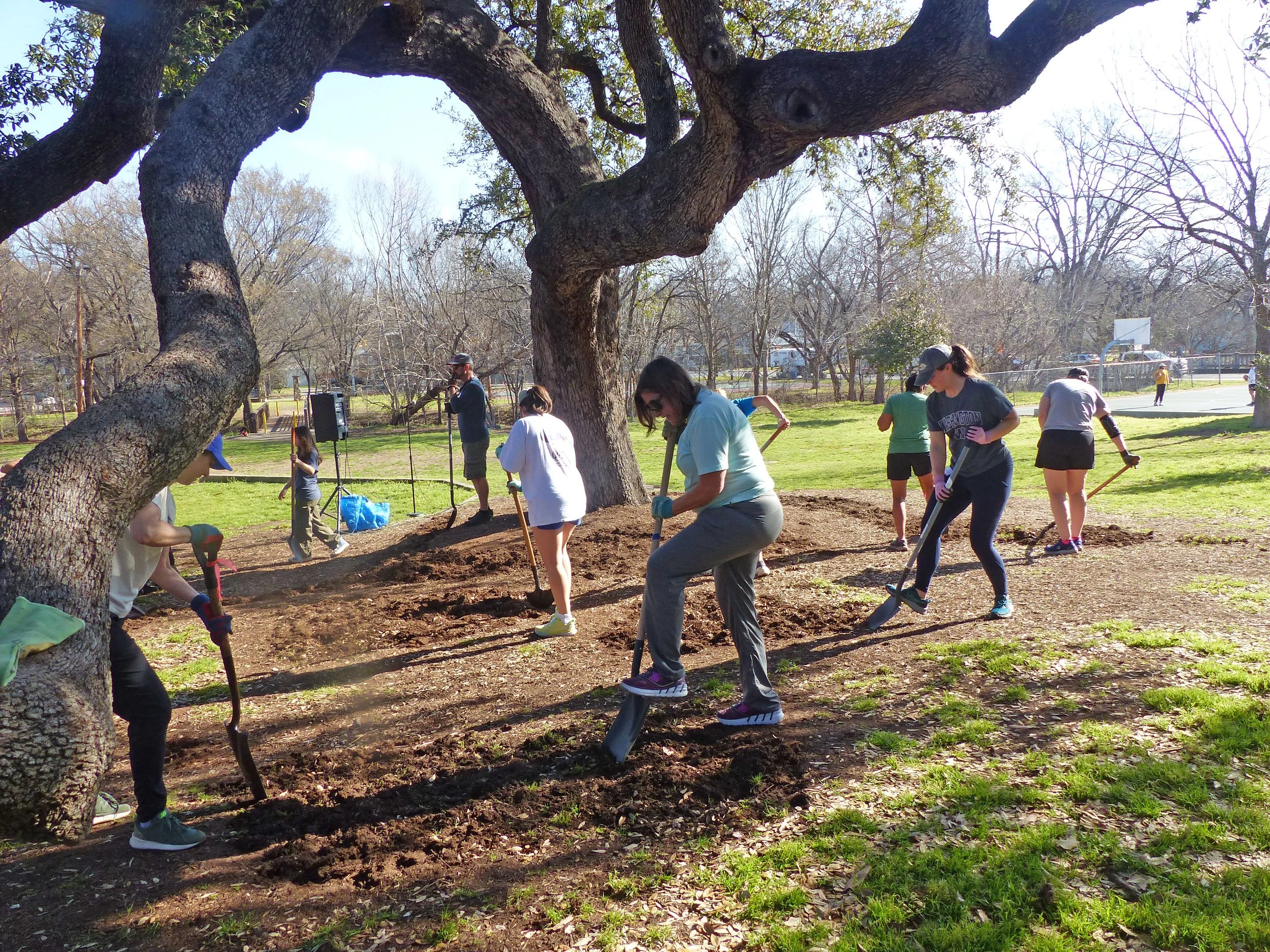 Multiple people planting and digging in a park with trees and a basketball court in the background.