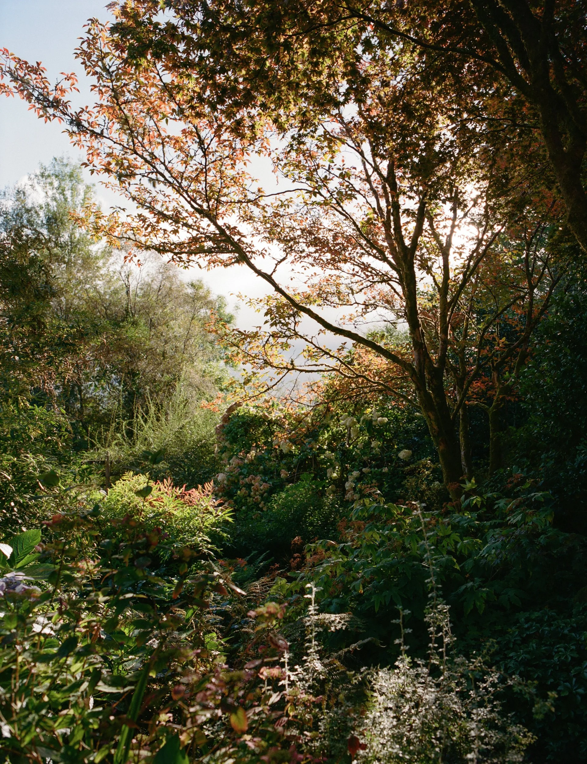 Sunlight coming through the leaves of a tall tree in a lush garden with various green plants and flowering bushes.
