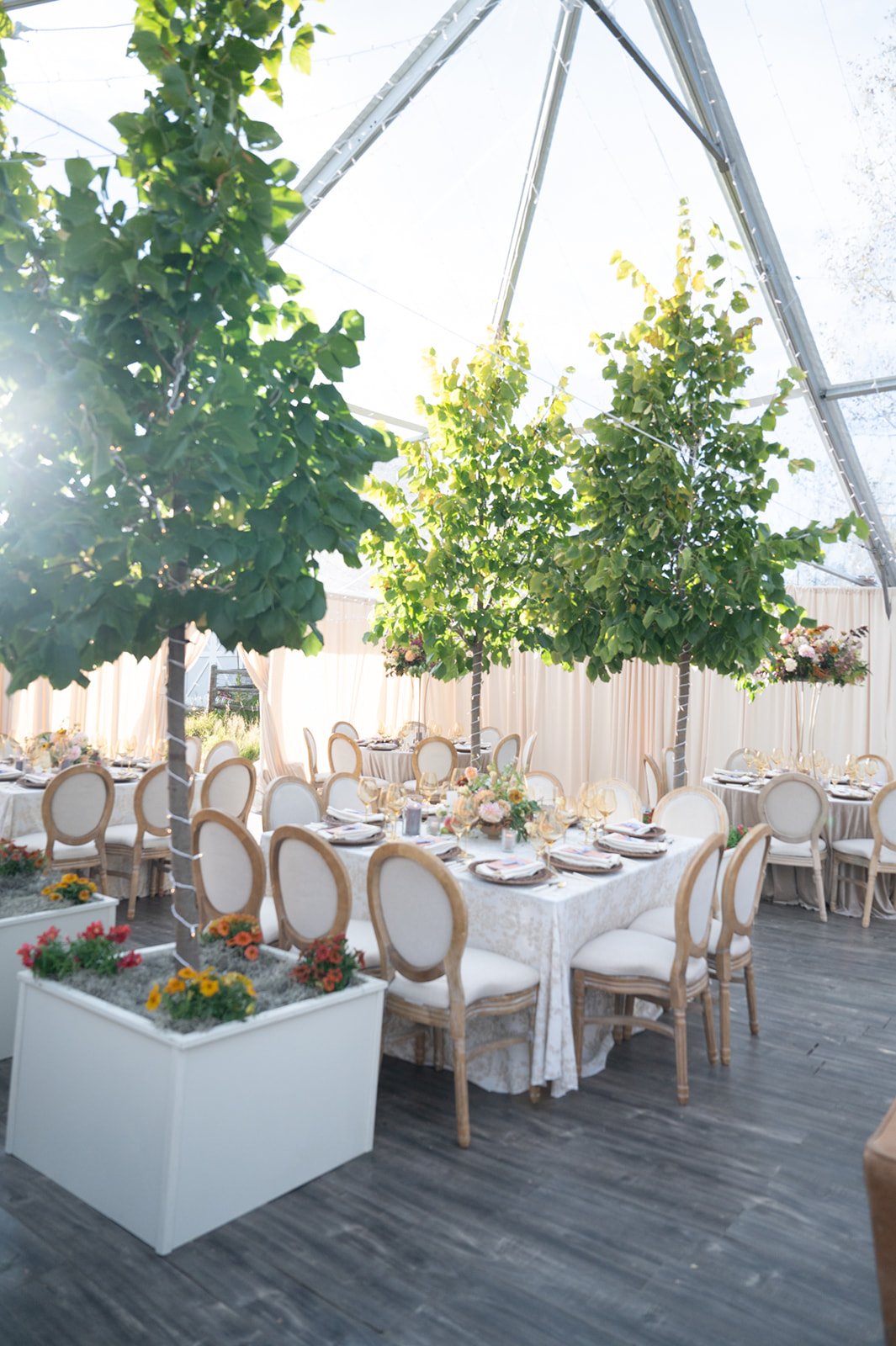 green trees in white planters in tent area